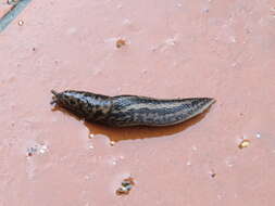 Image of garden slugs