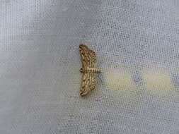 Image of Watermilfoil Leafcutter