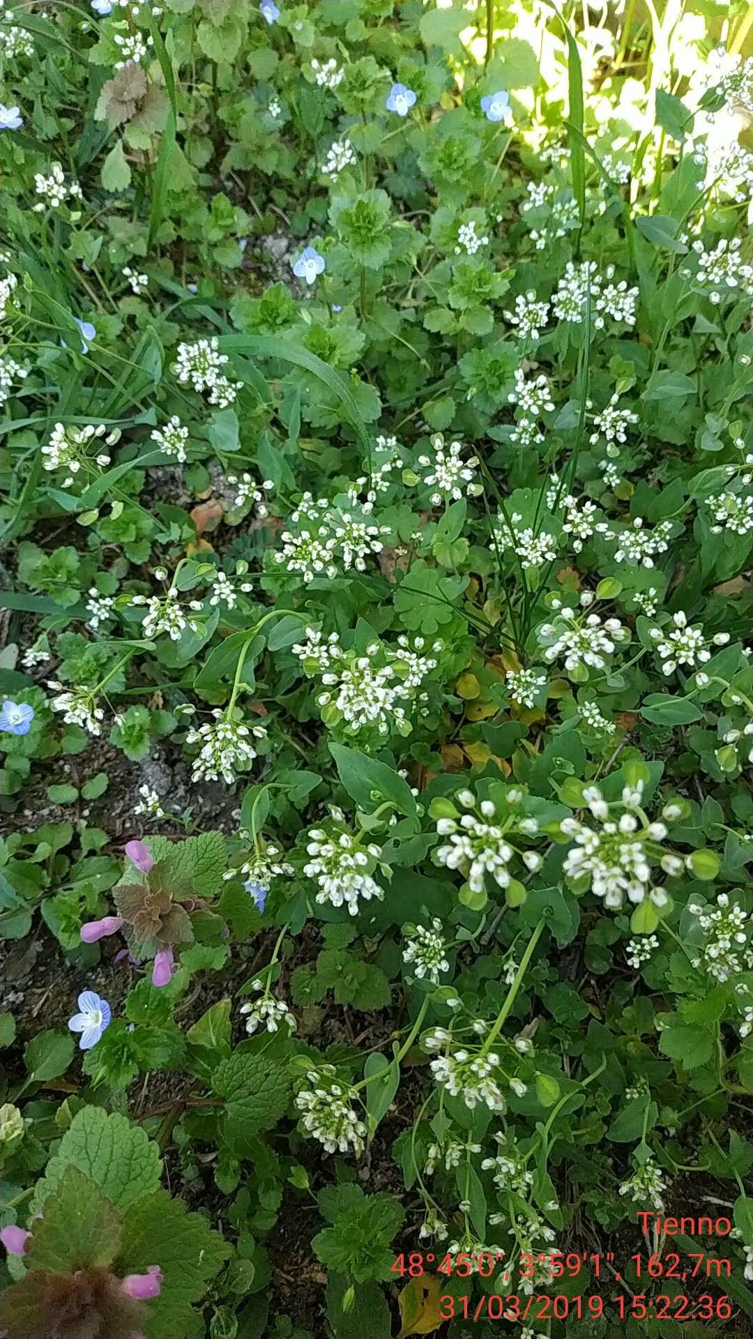 Image of <i>Noccaea perfoliata</i>