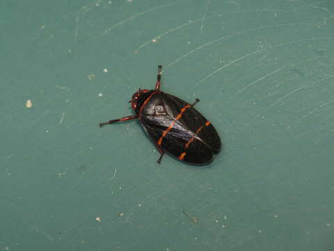 Image of Two-lined Spittlebug