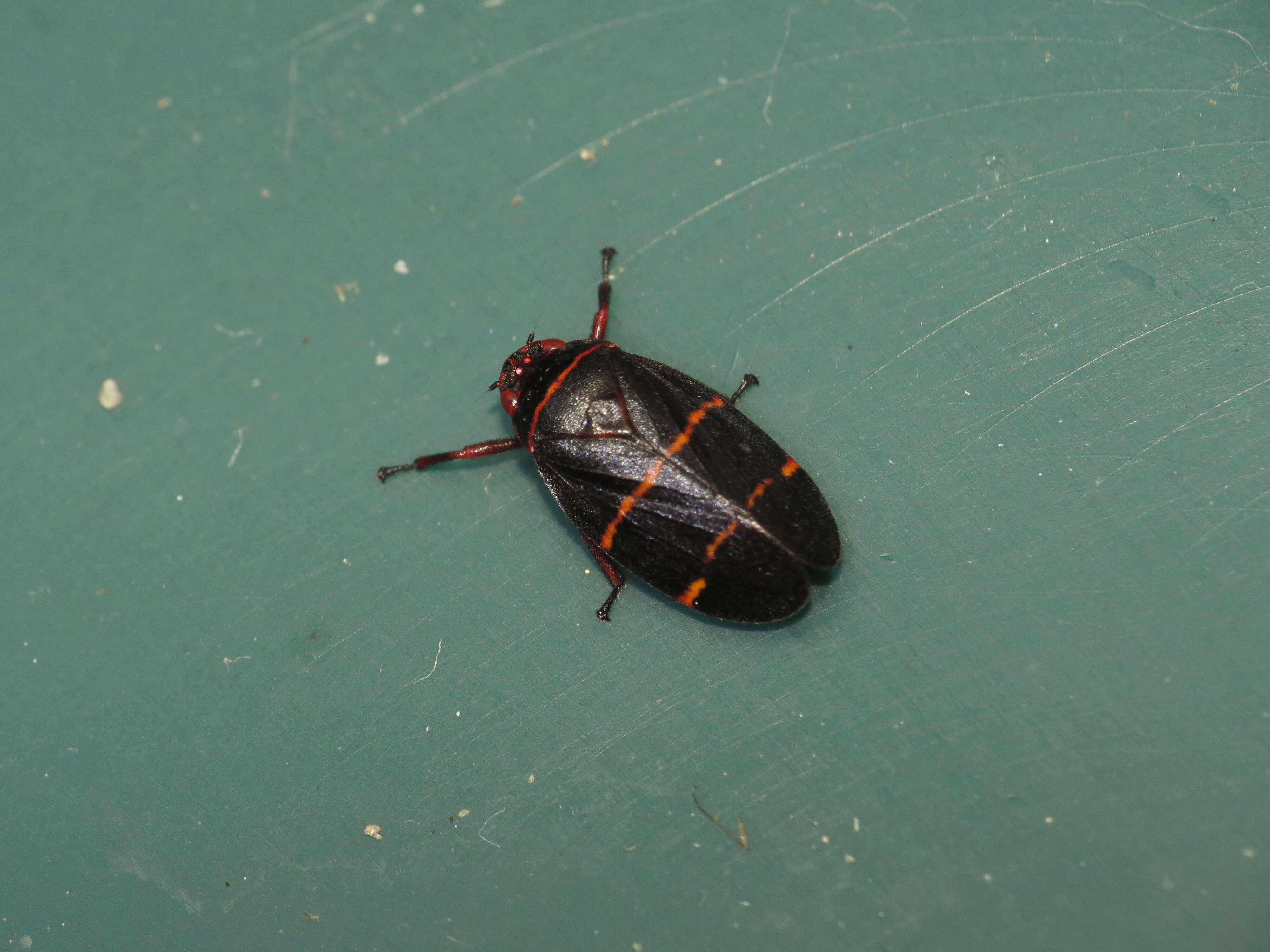 Image of Two-lined Spittlebug