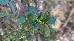 Image of woolyleaf ceanothus