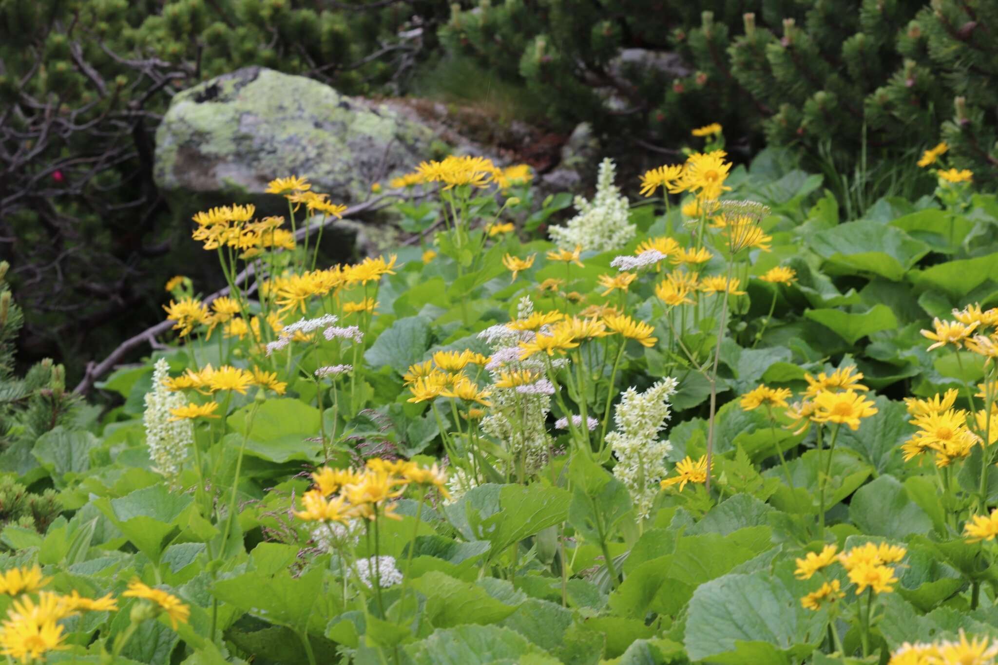 Image of Doronicum cataractarum Widd.