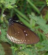 Euploea algea menetriesii Felder, C., Felder & R. 1860 resmi