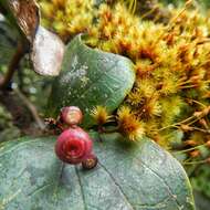 Symphysia racemosa (Vahl) Stearn resmi