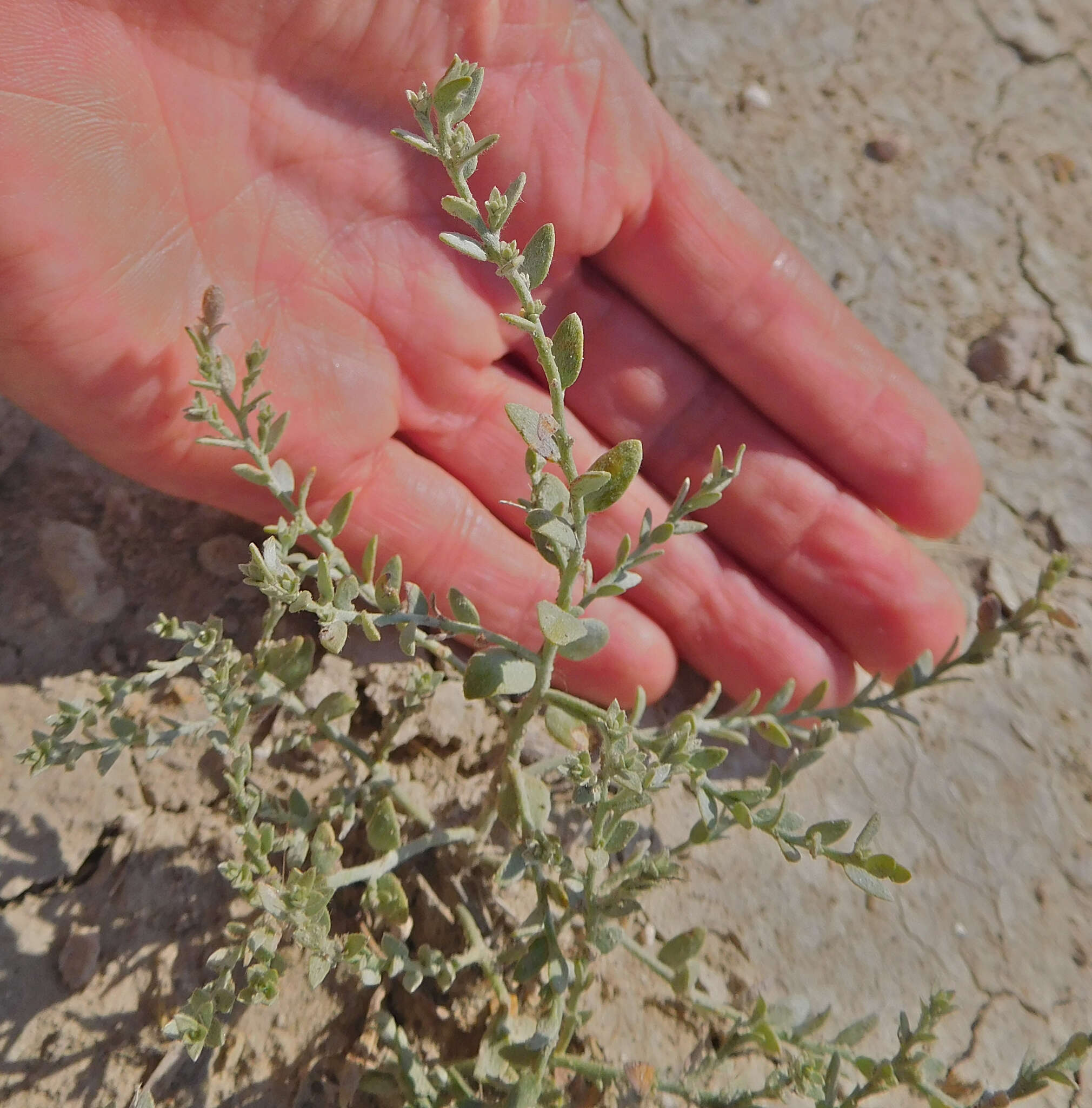 Image of spreading alkaliweed