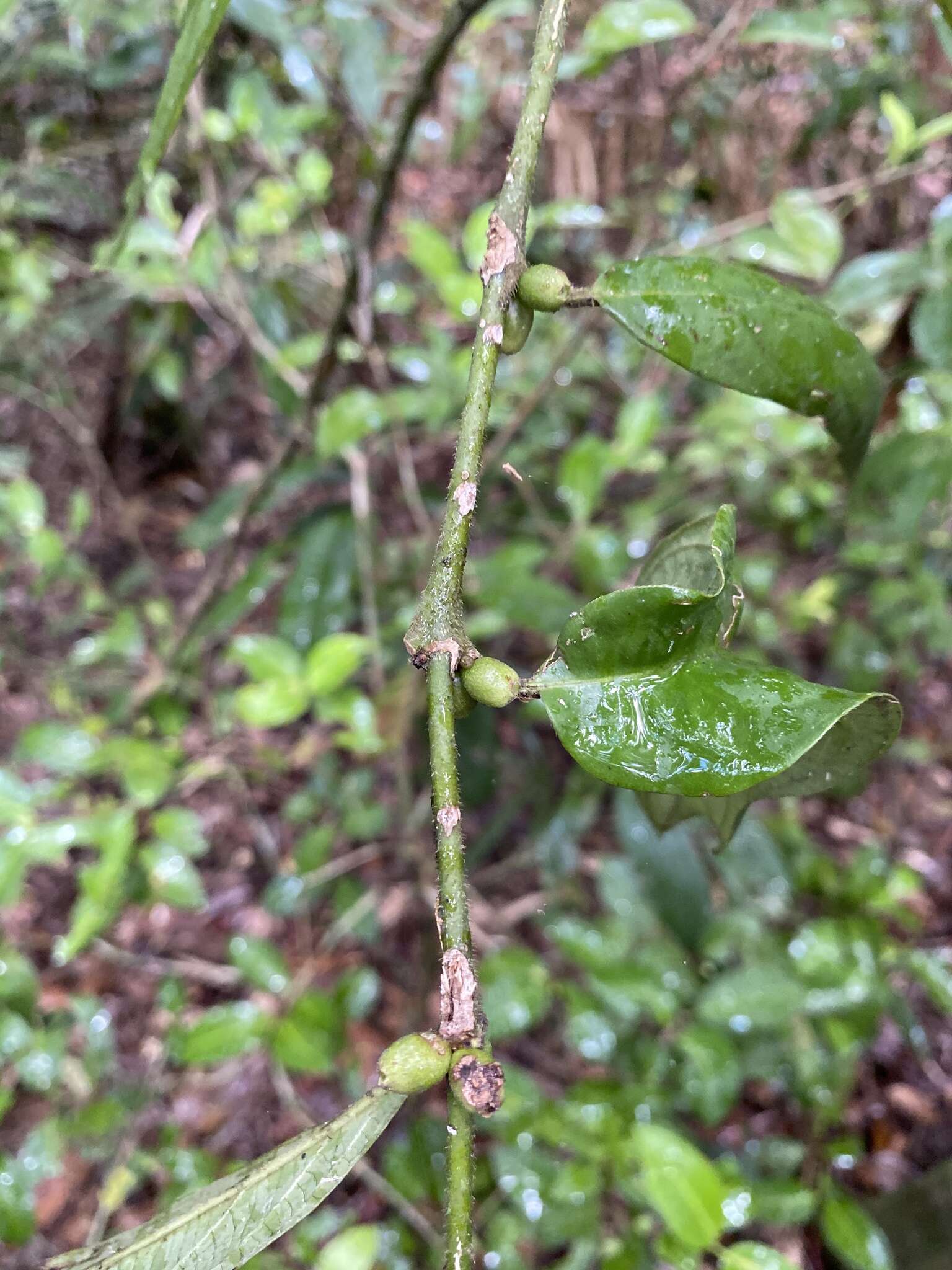 Lasianthus chlorocarpus K. Schum. resmi