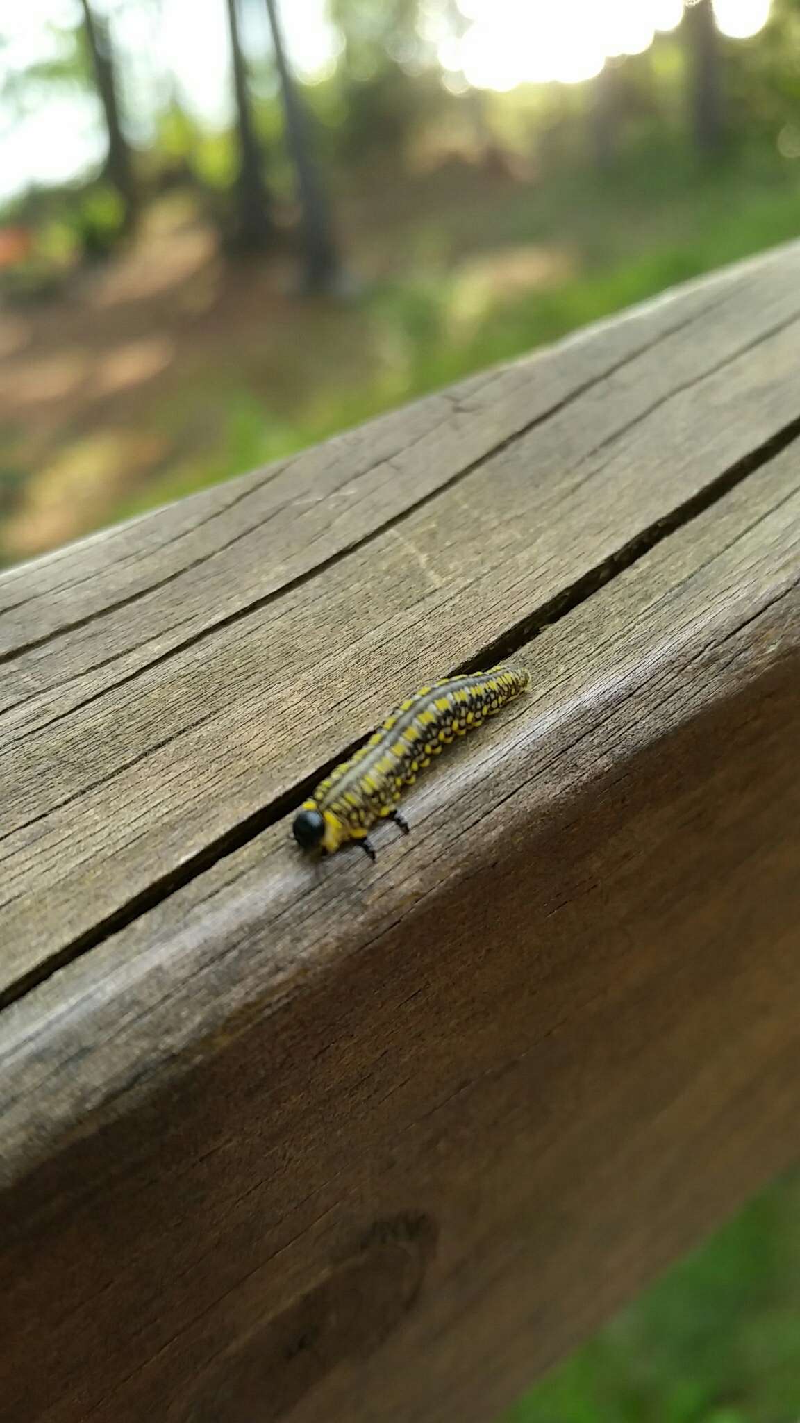 Image of Introduced Pine Sawfly