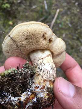 Image of Retiboletus vinaceipes B. Ortiz, Lodge & T. J. Baroni 2007