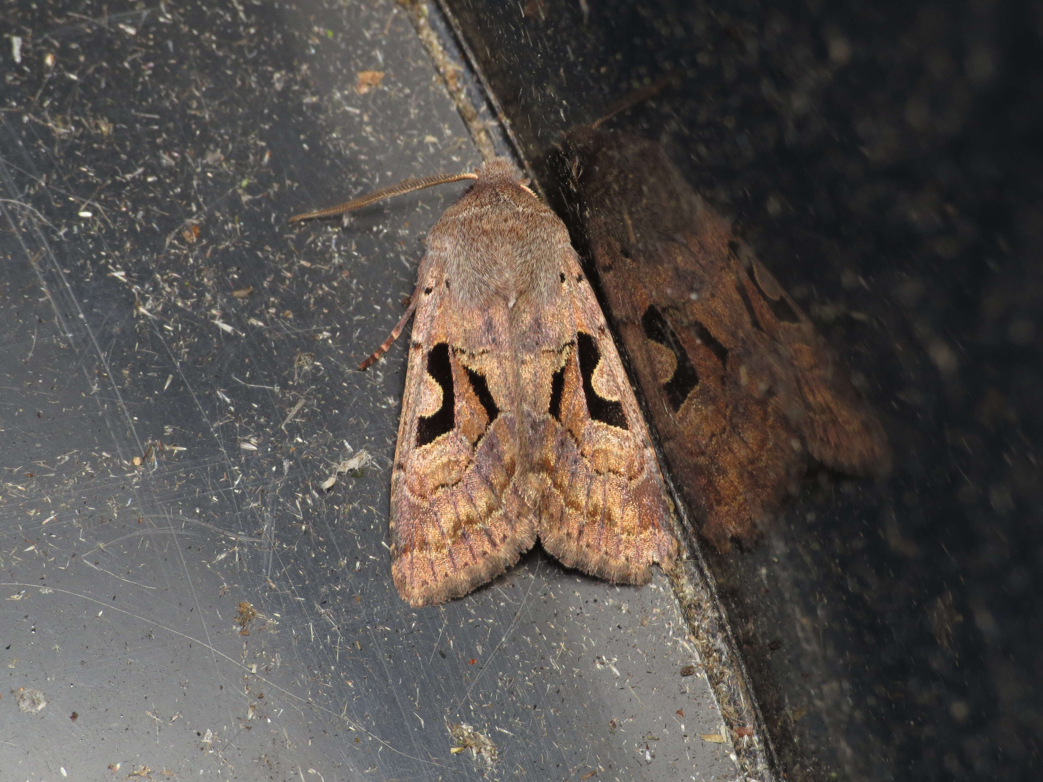 Orthosia gothica Linnaeus 1758 resmi