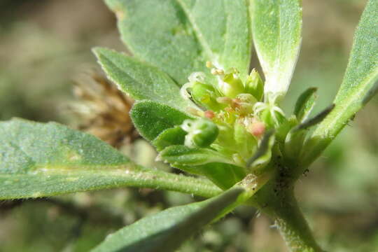 Слика од Euphorbia davidii Subils