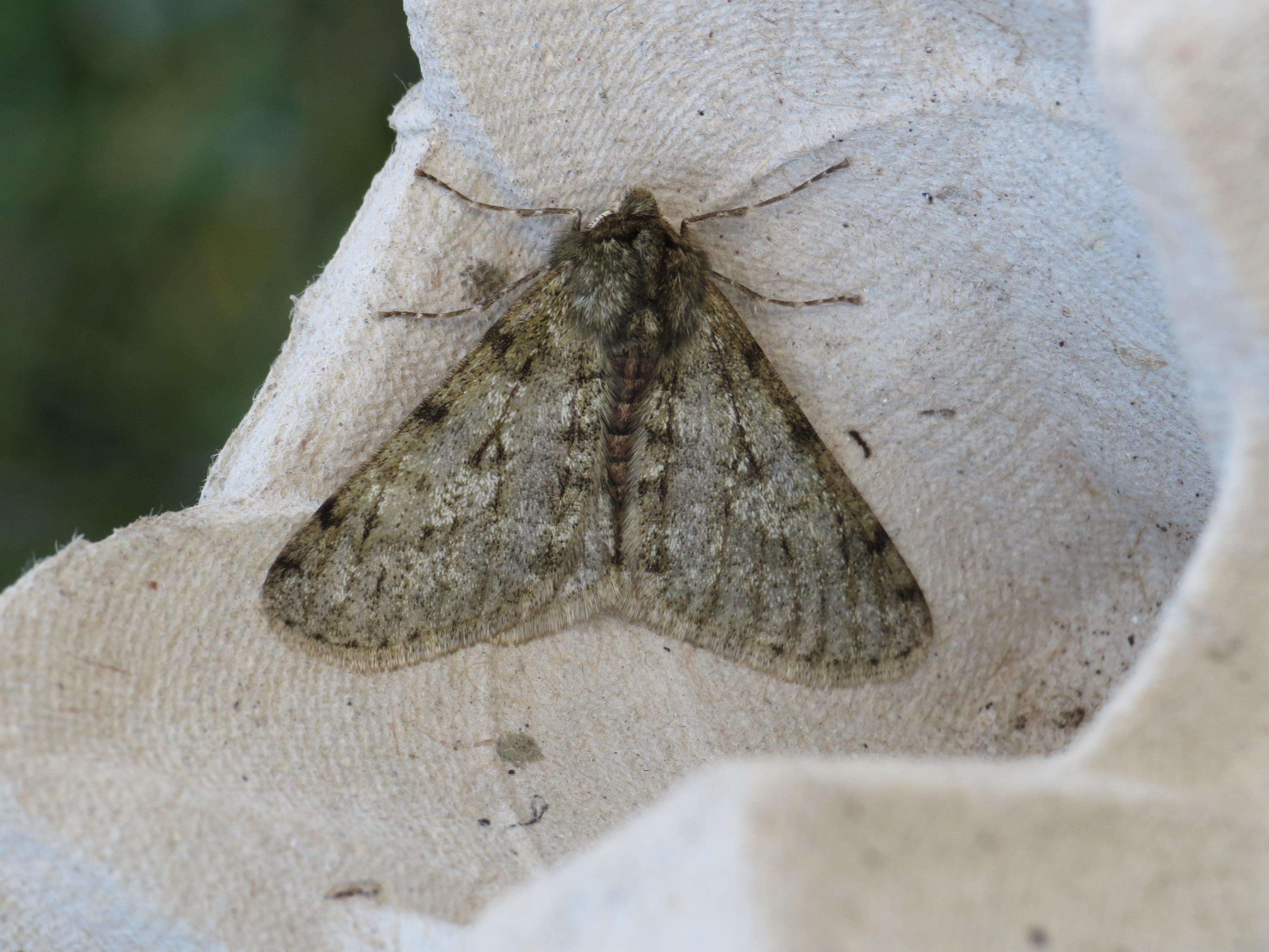 Image of pale brindled beauty