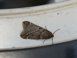 Image of march moth
