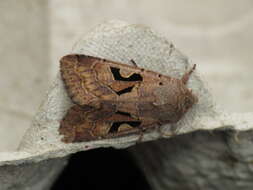 Orthosia gothica Linnaeus 1758 resmi