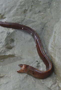 Image of Brown Moray