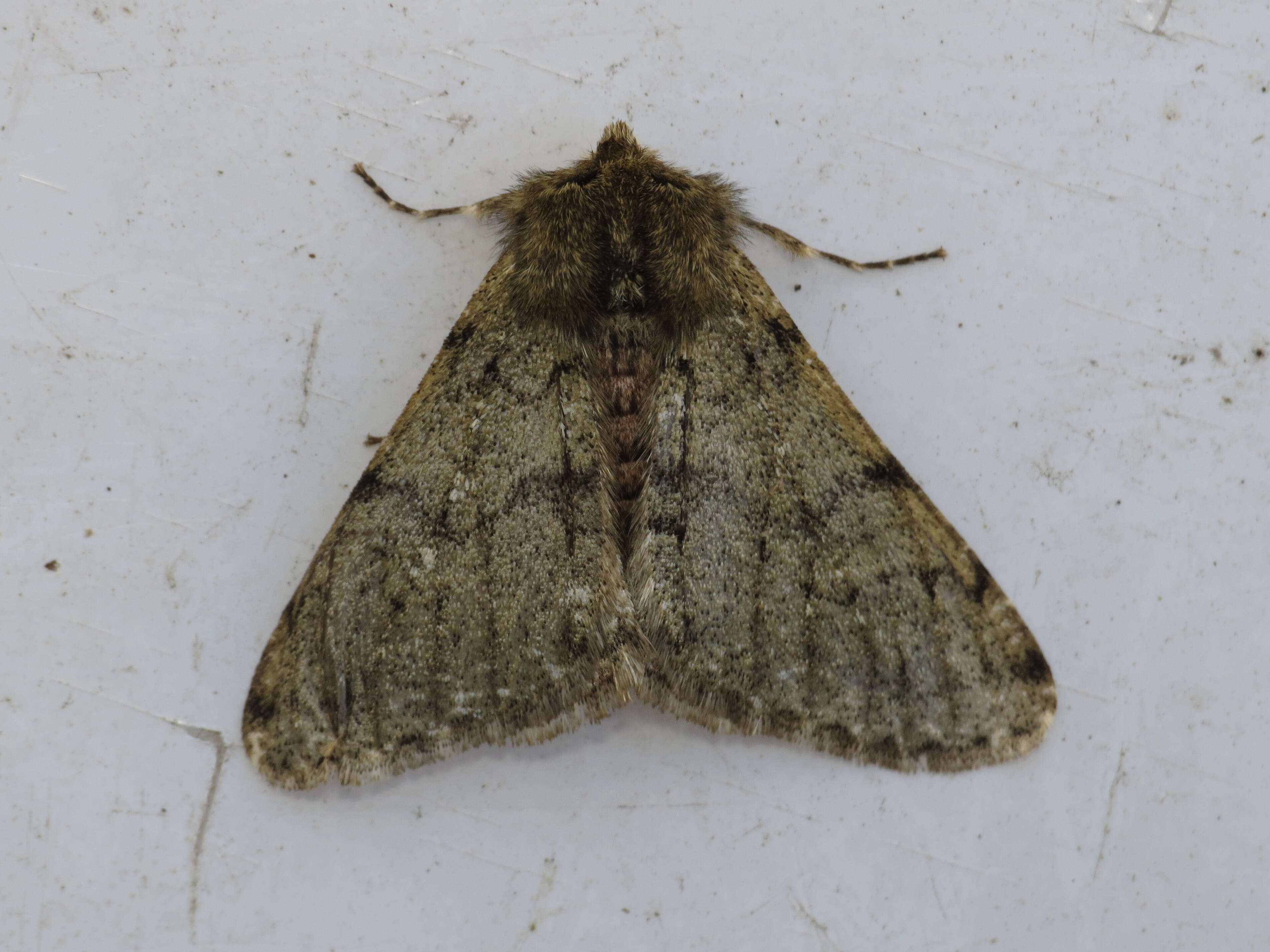 Image of pale brindled beauty