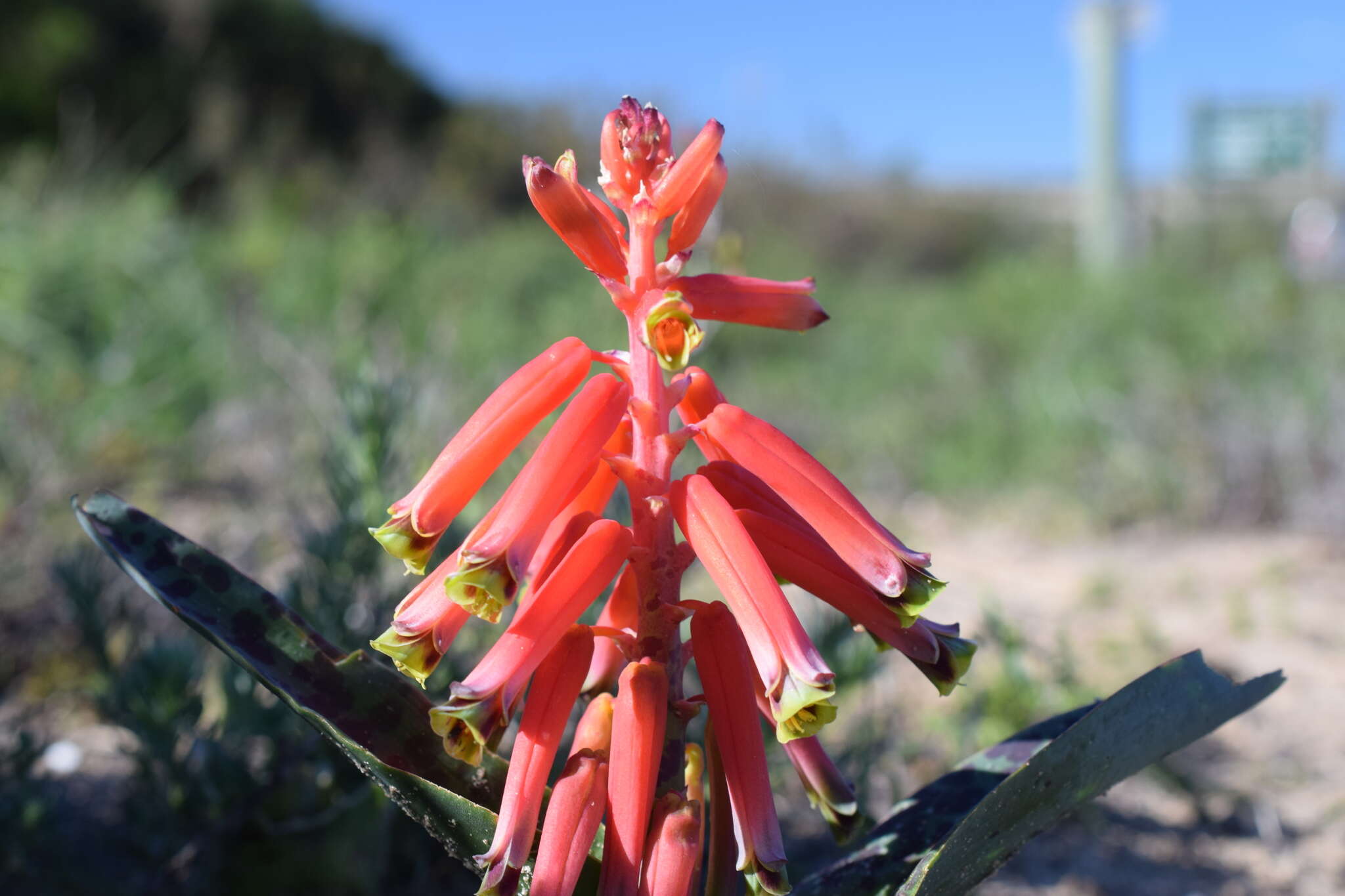 Image of Red Viooltjie