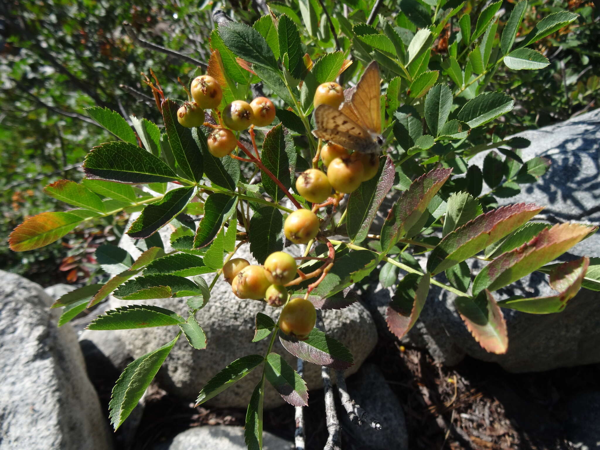 Plancia ëd Sorbus californica Greene
