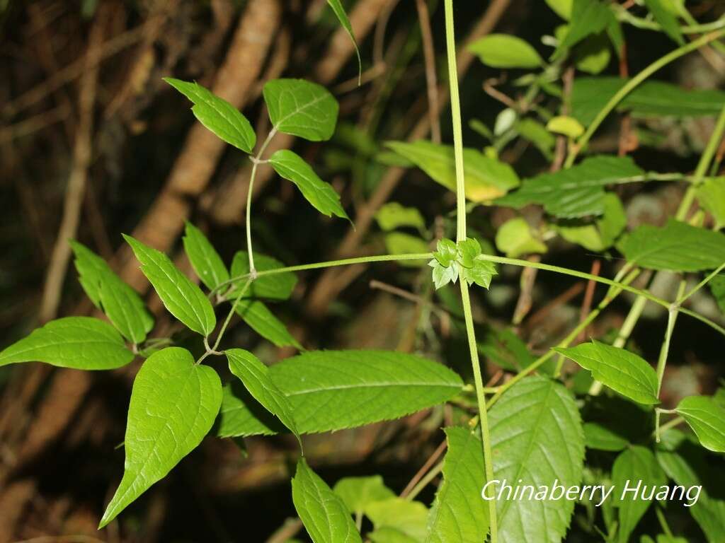 Image of Clematis peterae var. lishanensis (T. Y. Yang & T. C. Huang) W. T. Wang