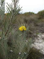 Image de Leucospermum tomentosum (Thunb.) R. Br.