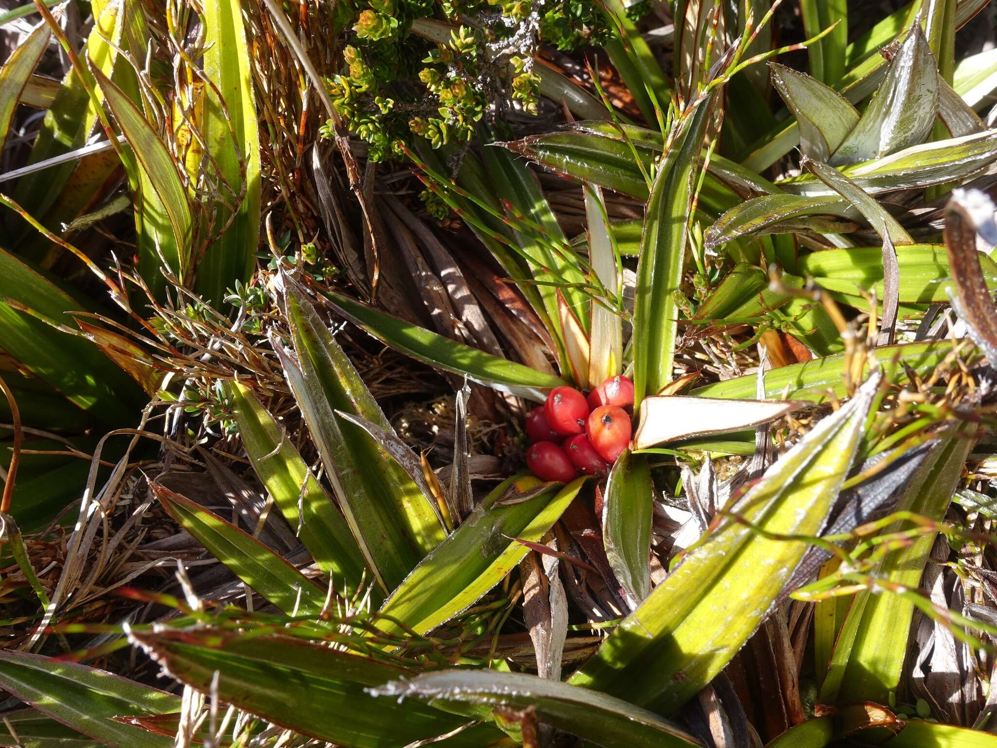 Image of Astelia alpina R. Br.