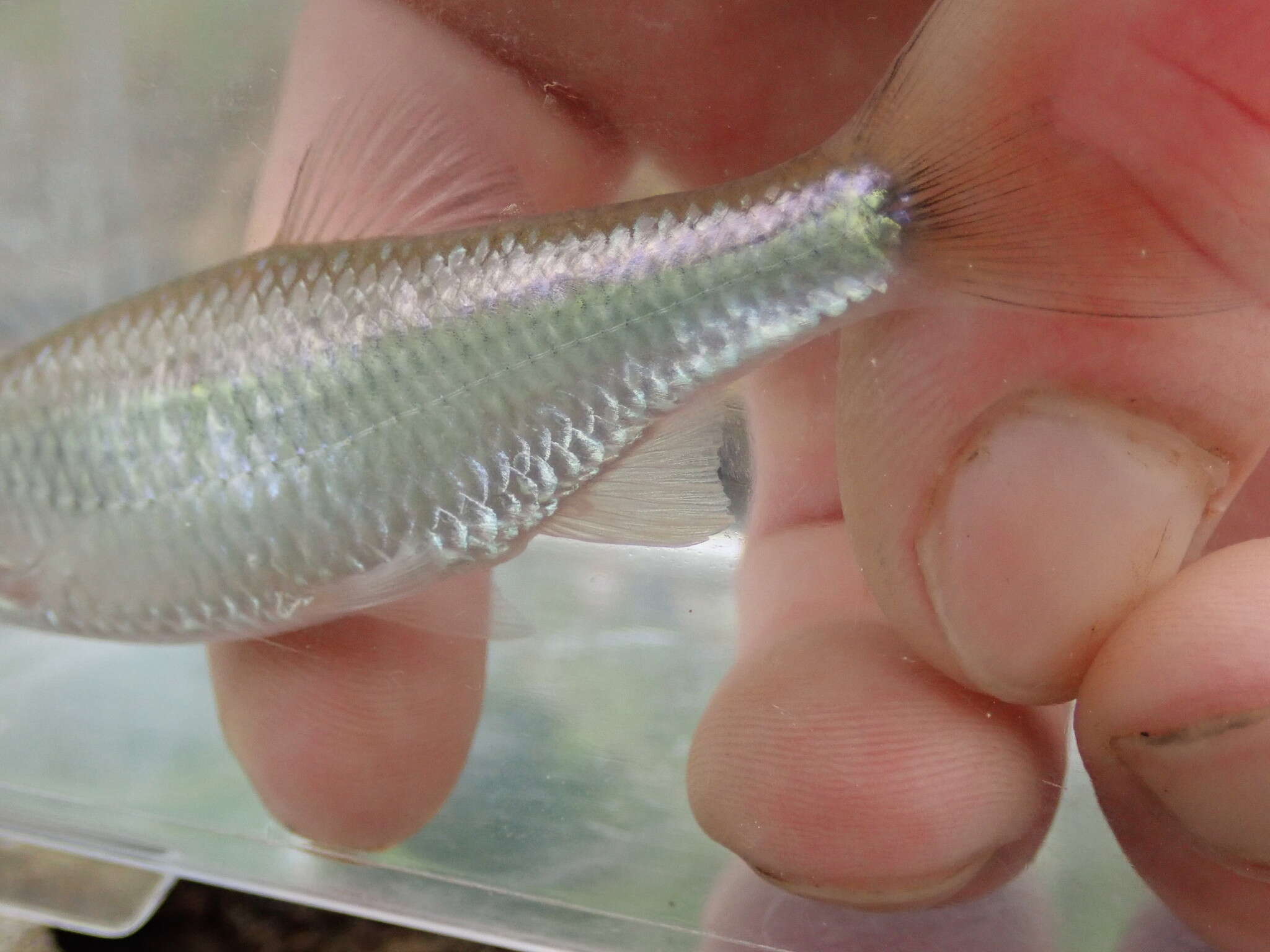 Image of Steelcolor Shiner