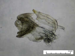 Image of Exelastis pumilio (Zeller 1873)