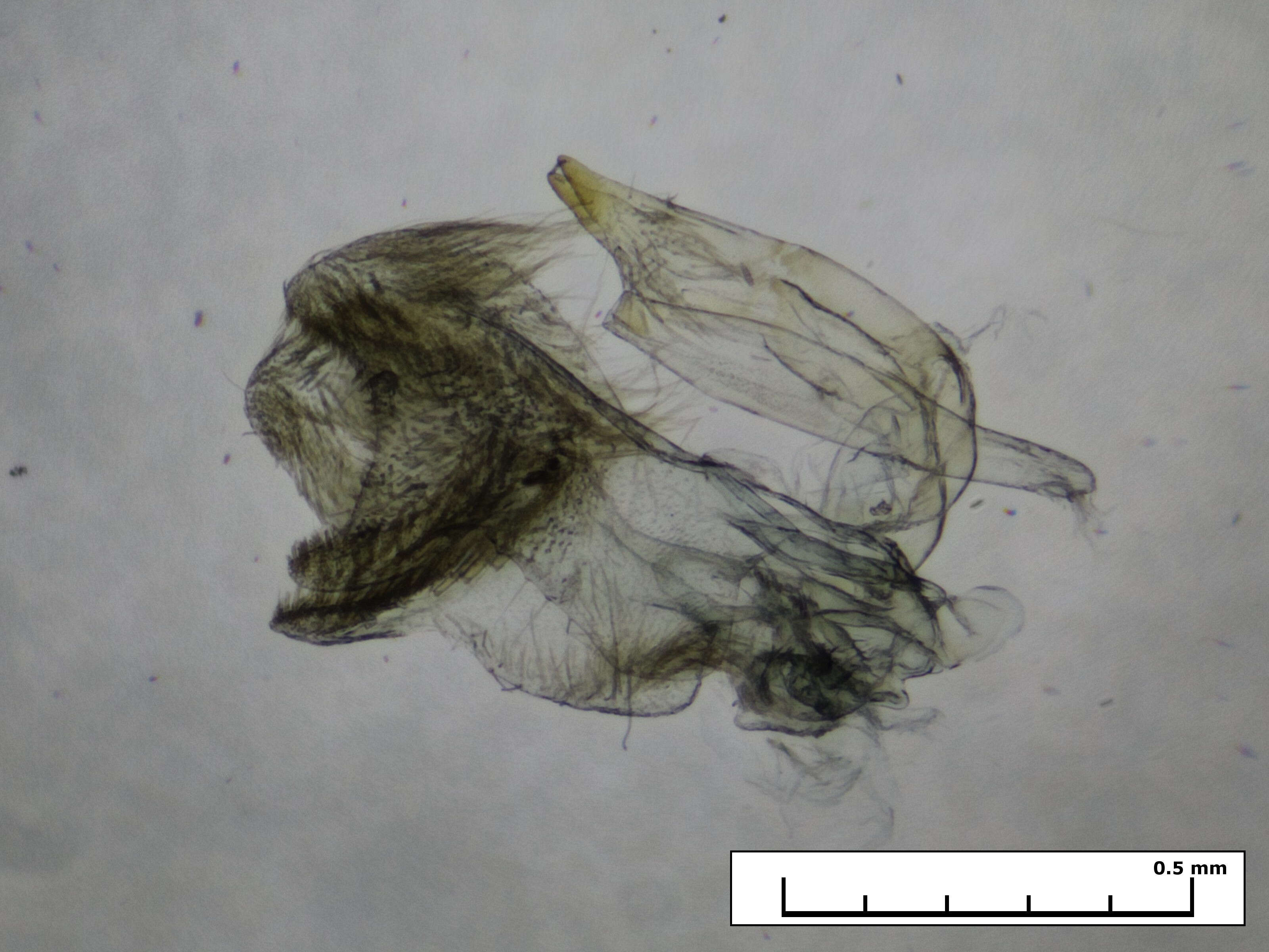 Image of Exelastis pumilio (Zeller 1873)
