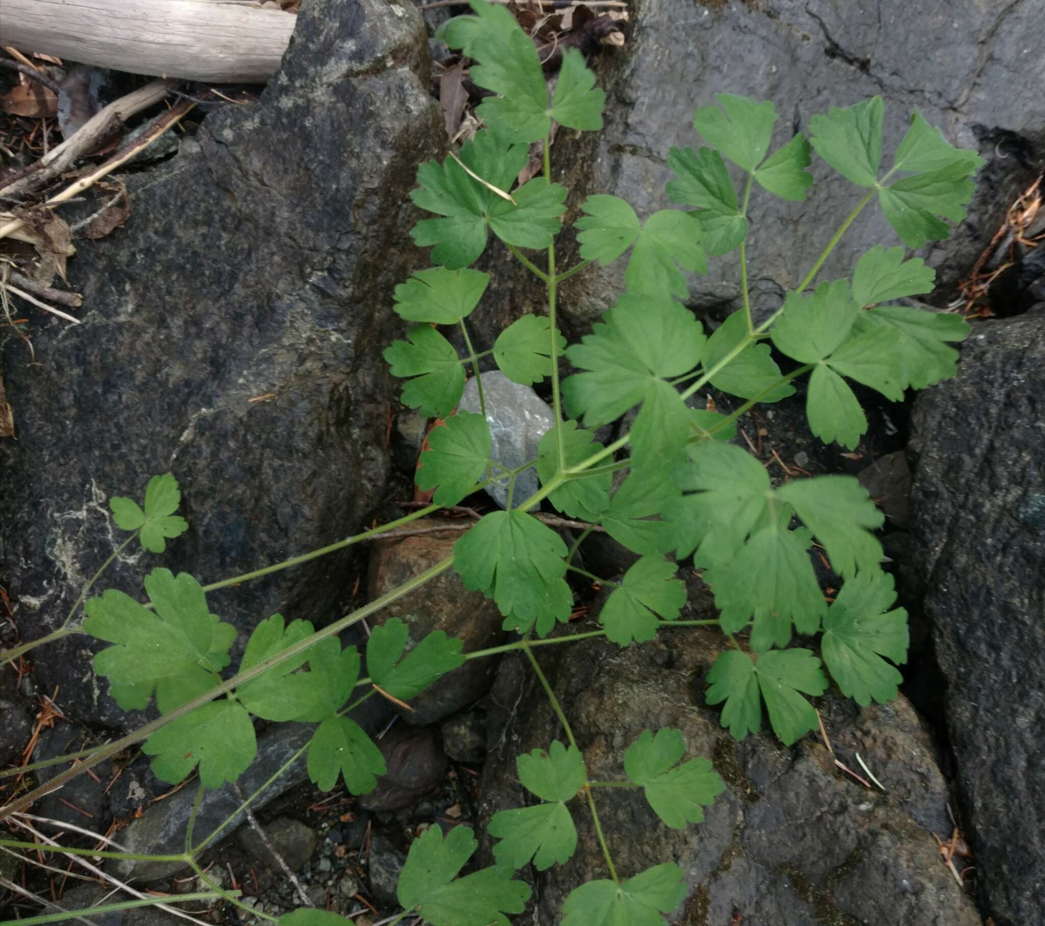 Aquilegia eximia Van Houtte ex Planch.的圖片