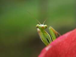 Image of Mantis