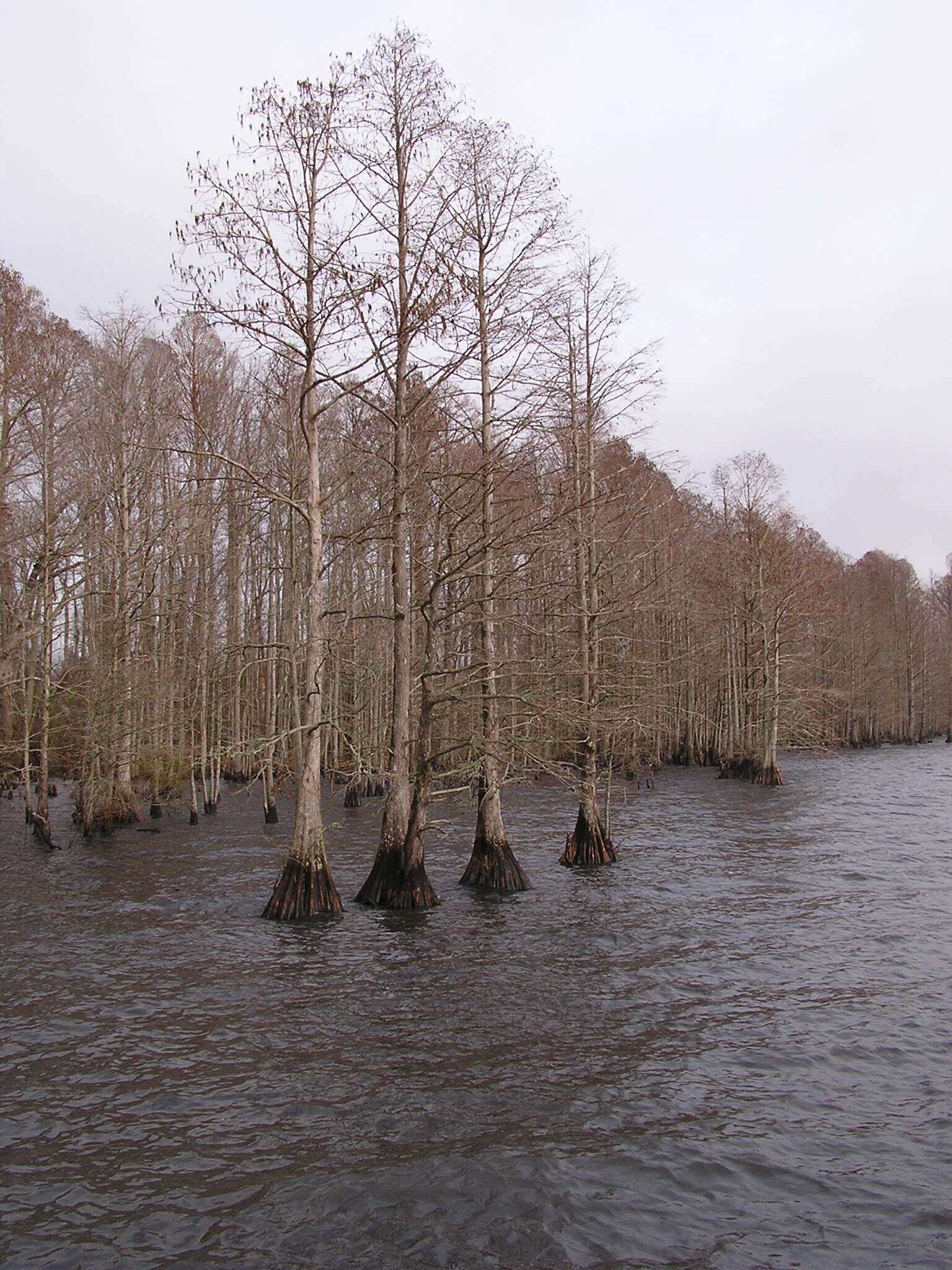 Image of Bald Cypress