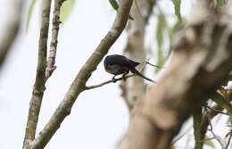 Image of Mistletoebird