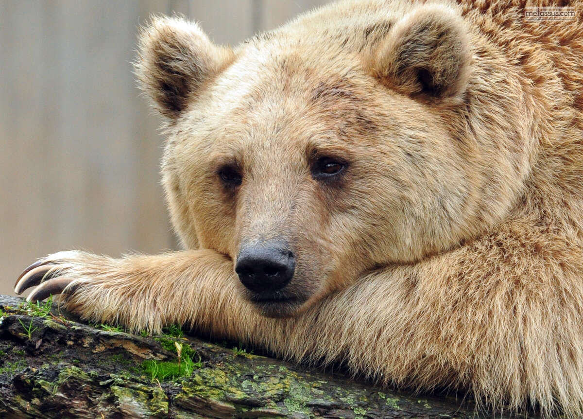 Image of Cinnamon bear