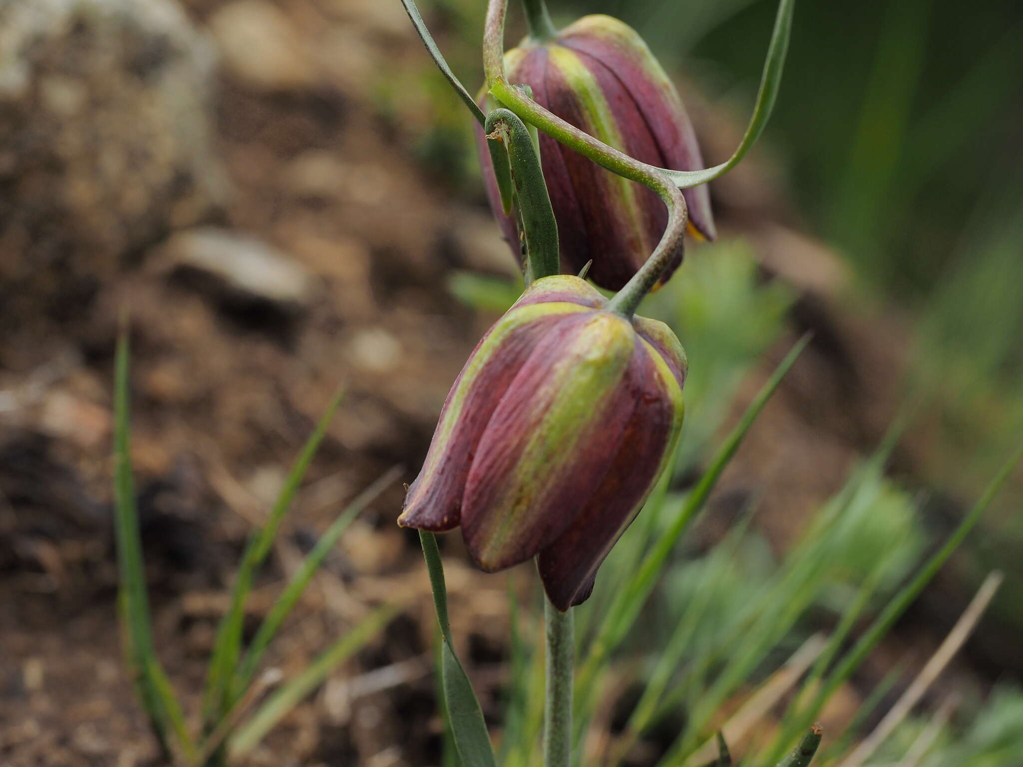 Image of Fritillaria lusitanica Wikstr.