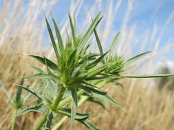 Image of field eryngo