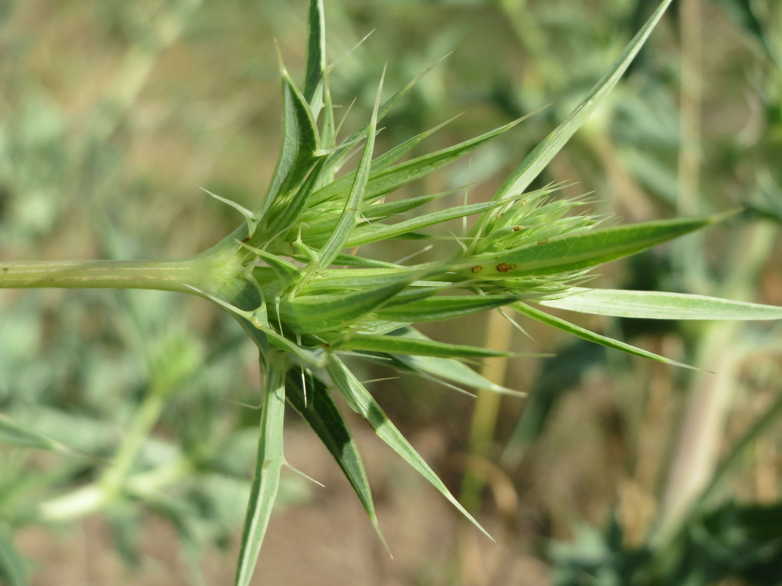 Image de chardon roulant