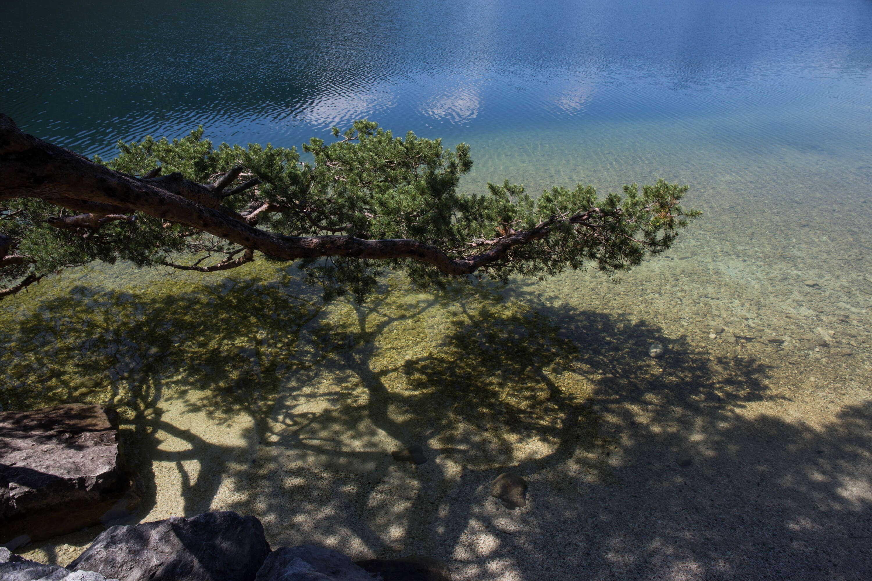 Image of Scotch Pine