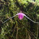 Plancia ëd Scaphosepalum swertiifolium (Rchb. fil.) Rolfe