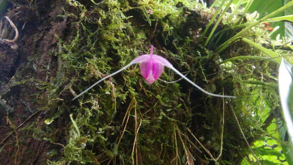 Plancia ëd Scaphosepalum swertiifolium (Rchb. fil.) Rolfe