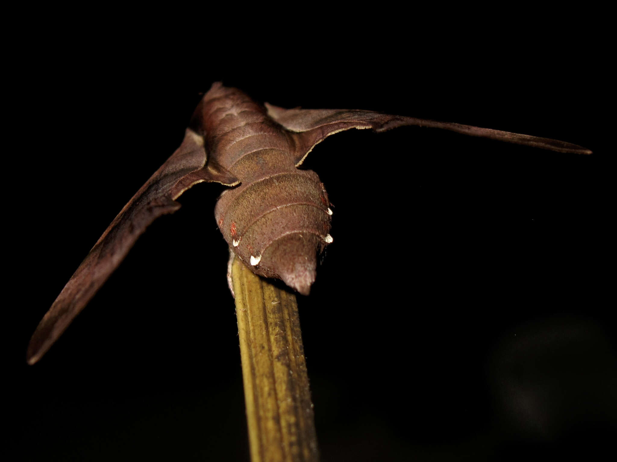 Image of Enpinanga borneensis (Butler 1879)