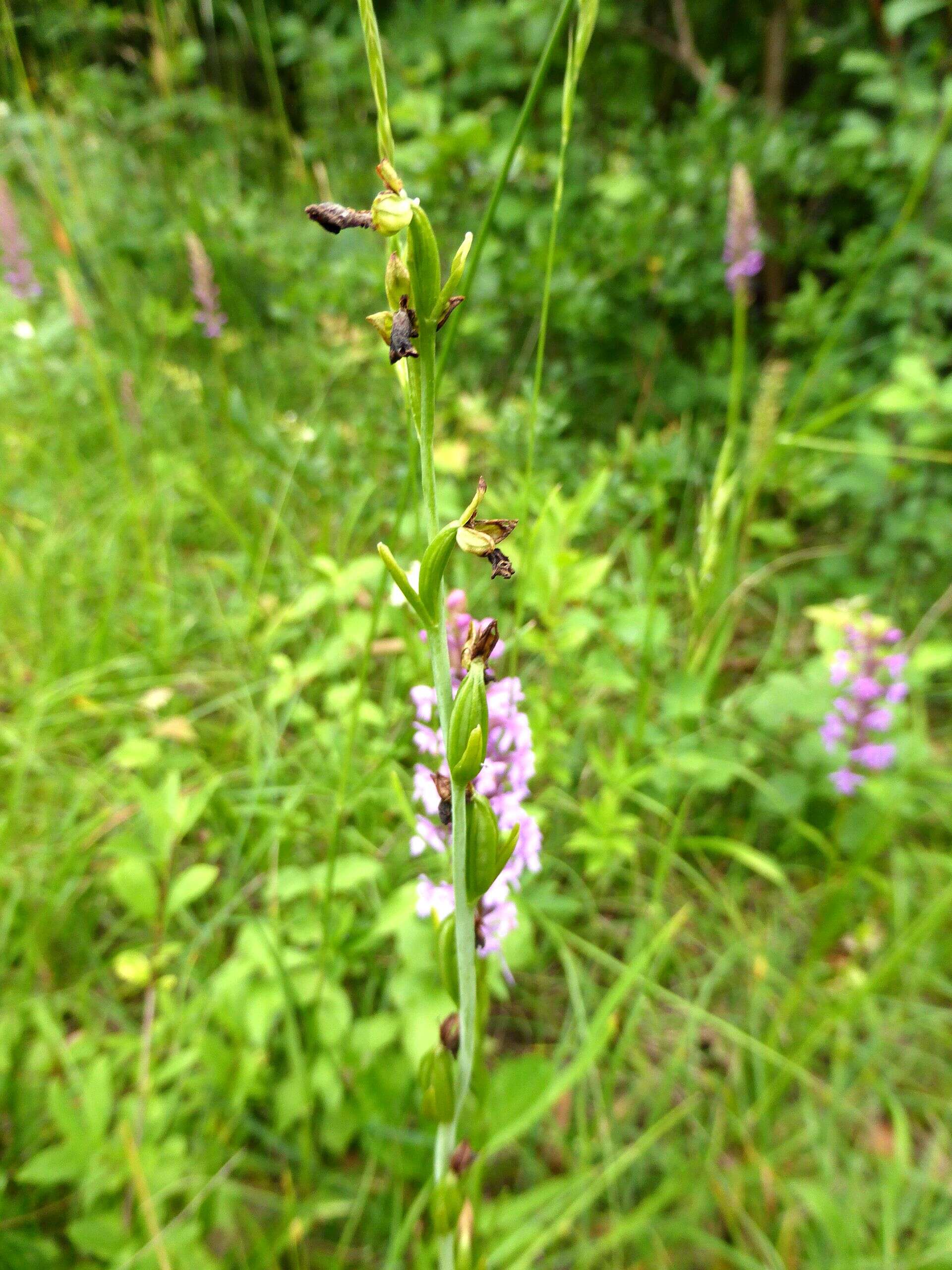 Image of Fly orchid