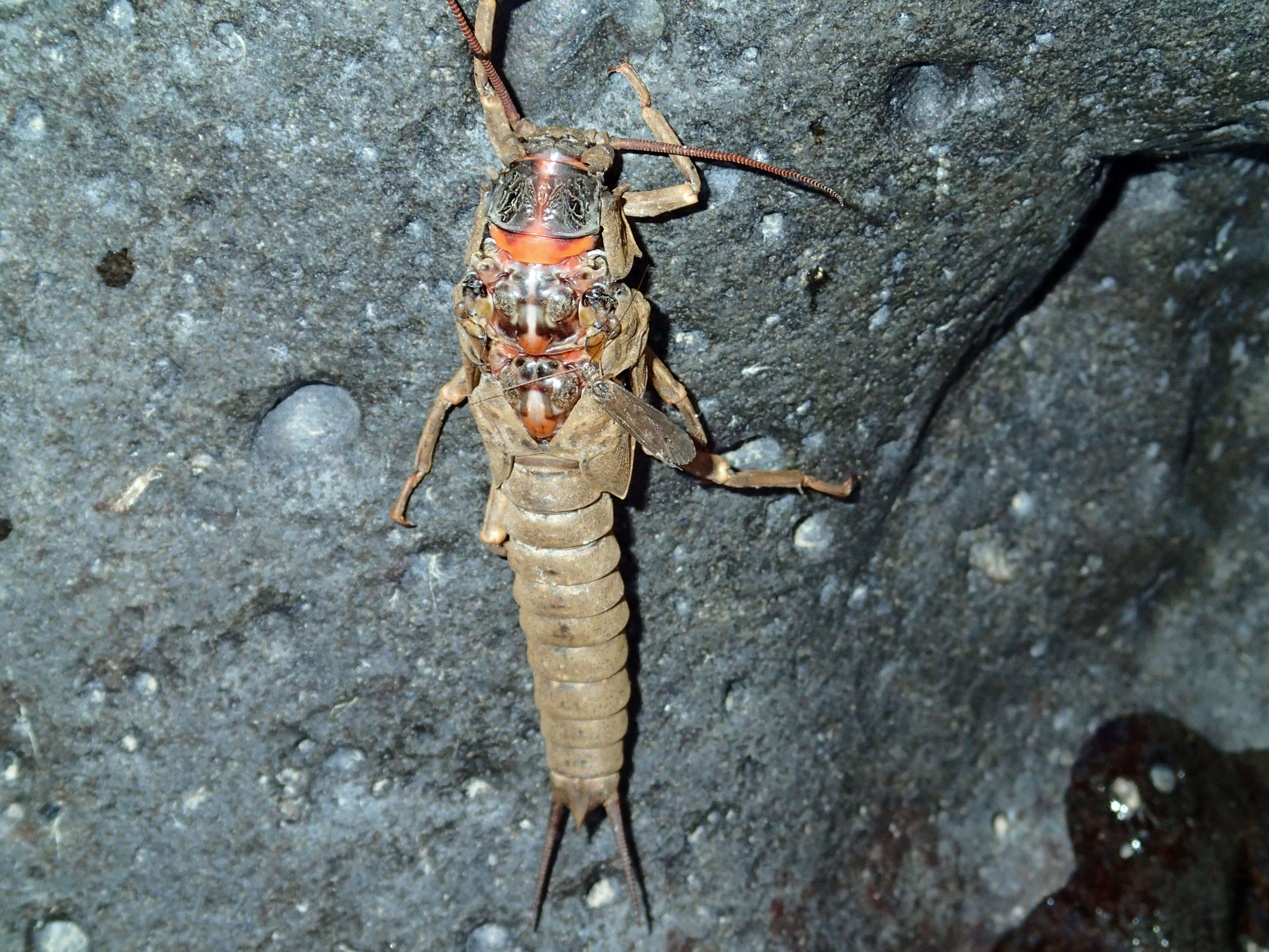 Image of Giant Salmonfly