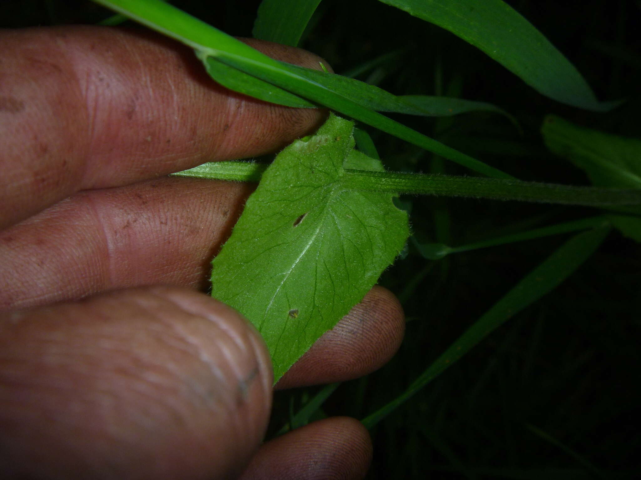 Image of great false leopardbane