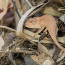 Imagem de Furcifer viridis Florio, Ingram, Rakotondravony, Louis Jr & Raxworthy 2012