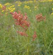 Imagem de Rumex turcomanicus (Rech. fil.) Czer.