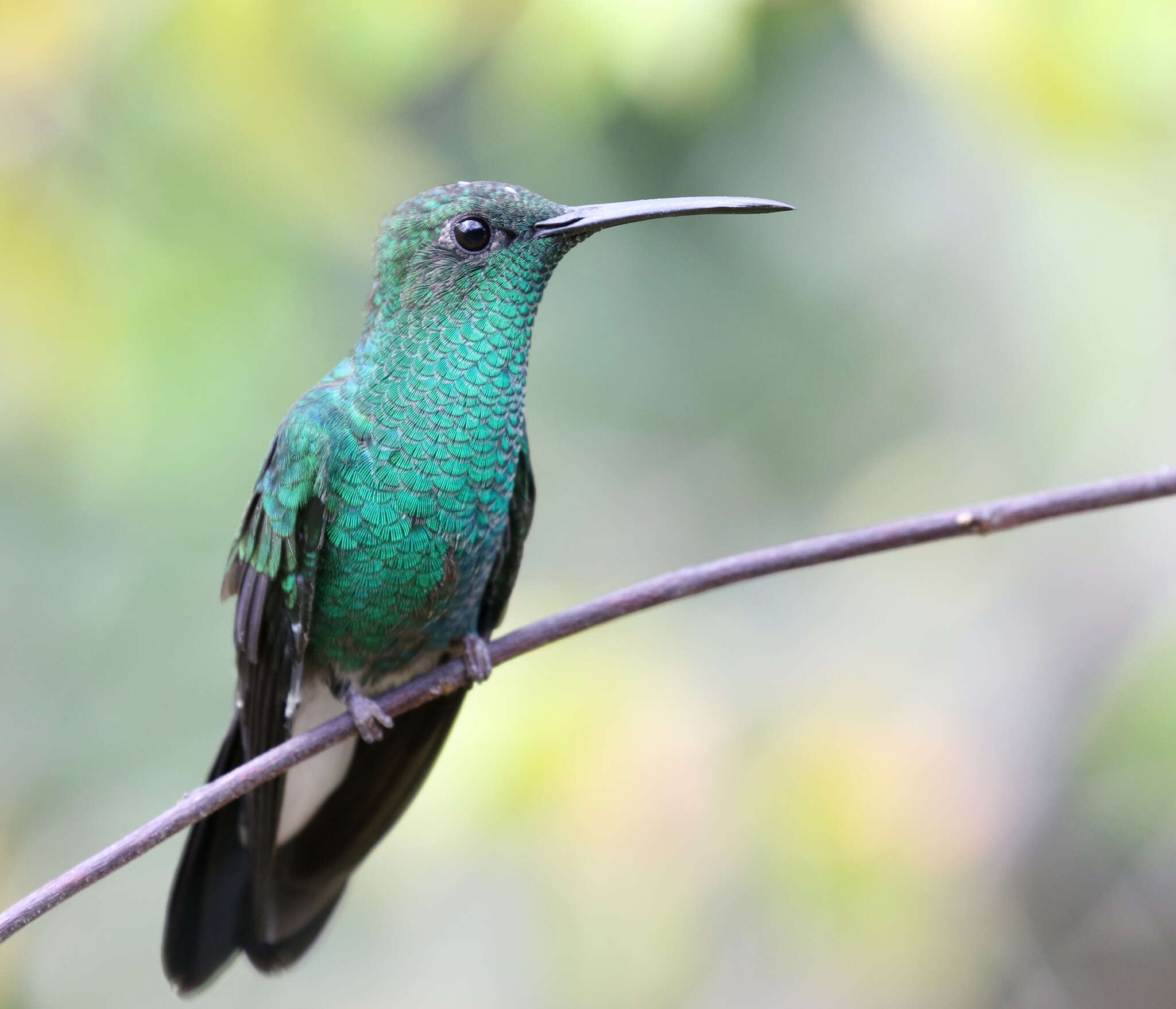 Image of White-vented Plumeleteer