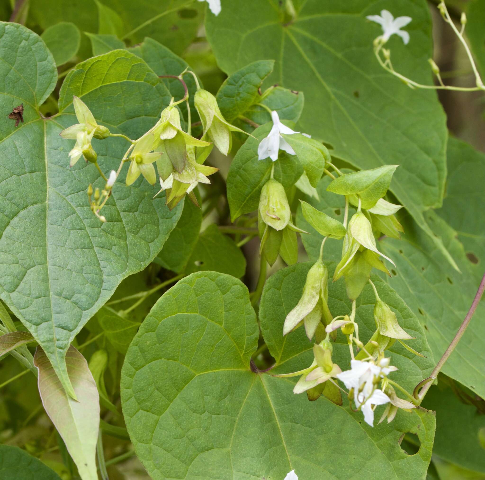 Image of Dinetus malabaricus (C. B. Cl.) Staples