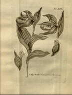 Image of Large-flowered Cypripedium