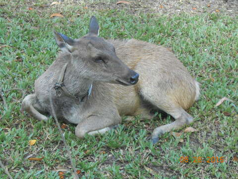 Image of Philippine Brown Deer