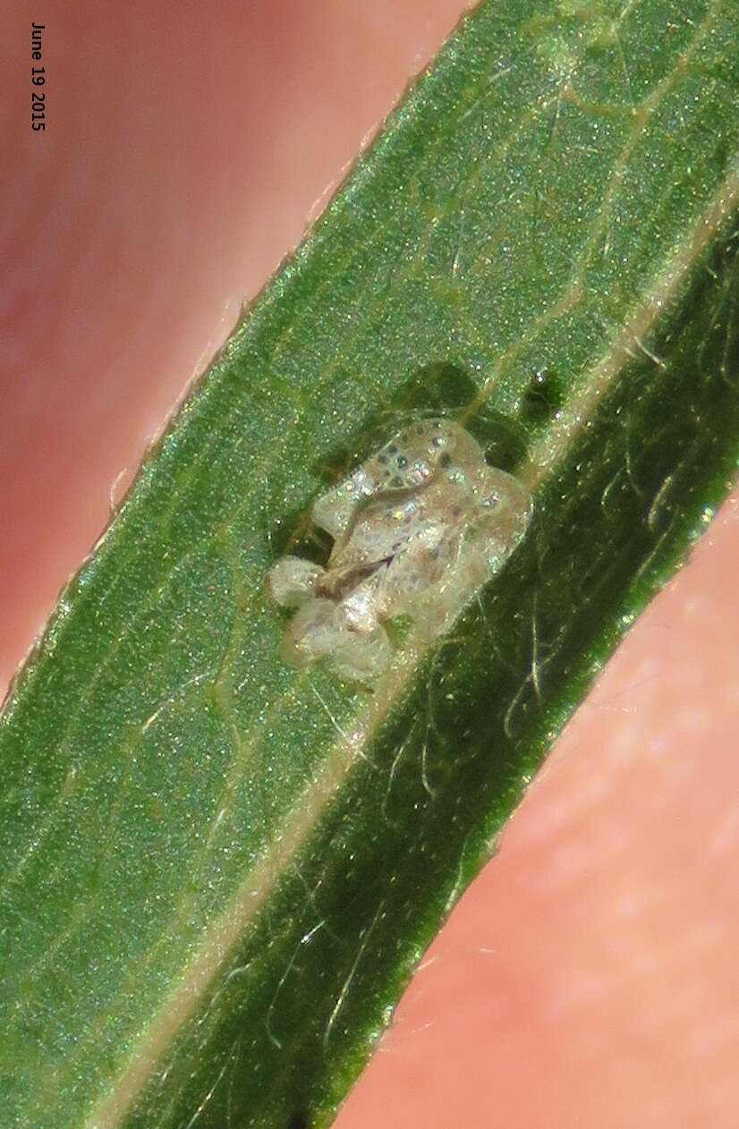 Image of Chrysanthemum Lace Bug